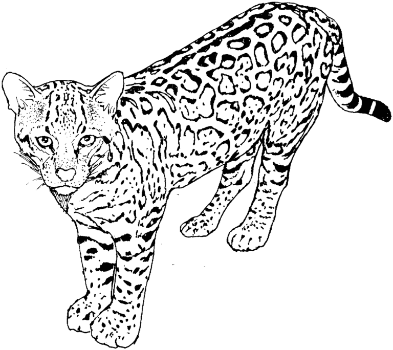 Desenhos para Colorir de Leopardos 2 768x684